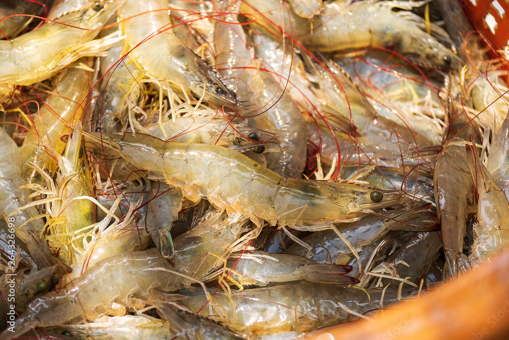 Fresh Prawn or Shrimp from Shrimp Farm. Raw Marine Products