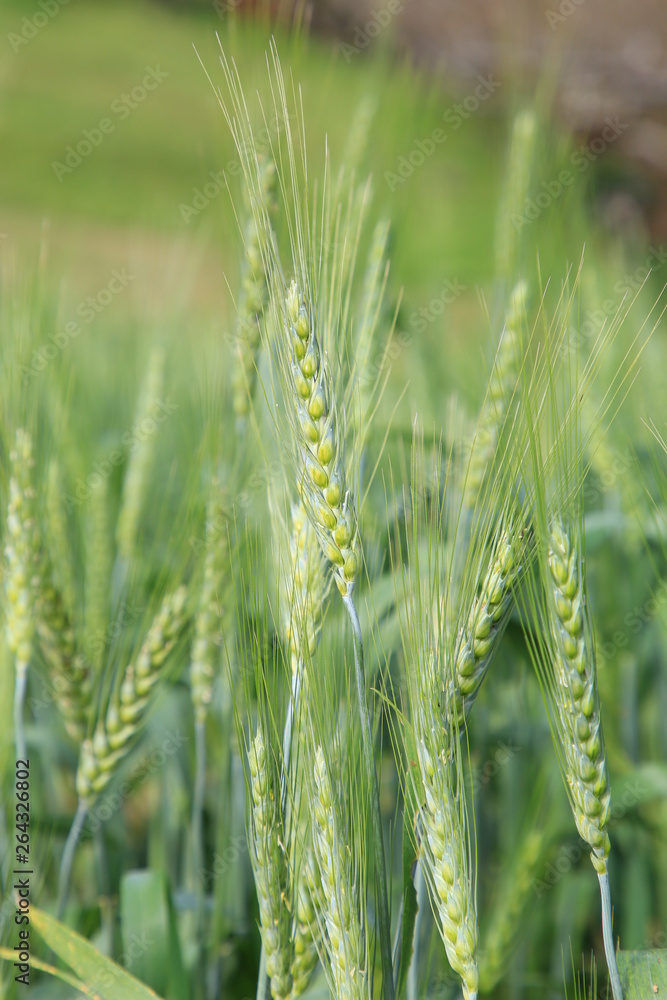 Fototapeta premium Green wheat in cultivated agricultural field.