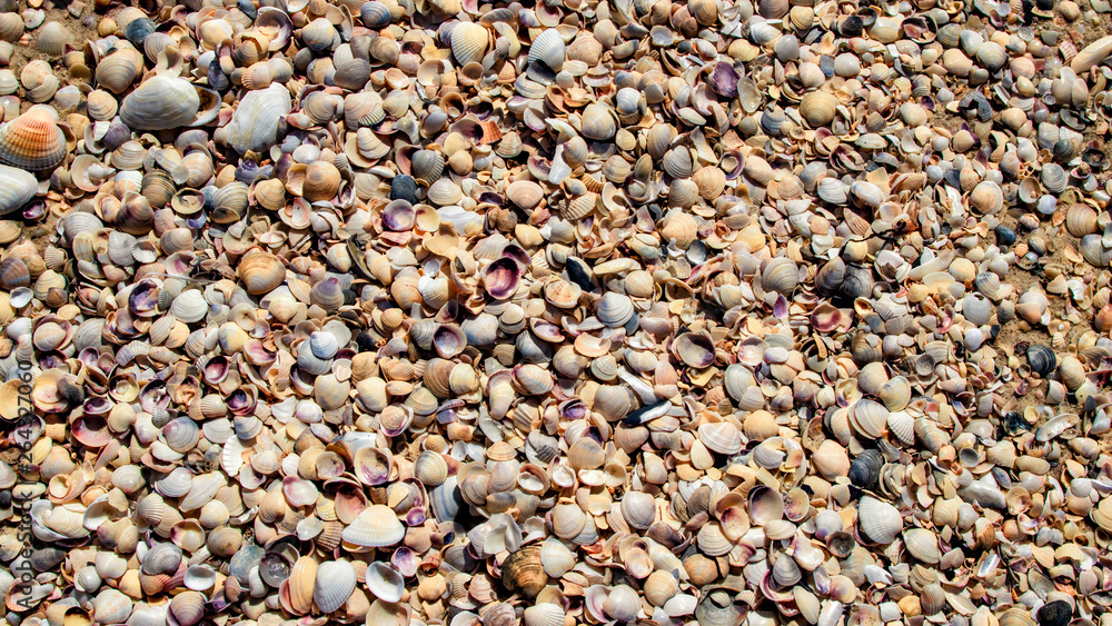 Sea Shells Seashells - variety of sea shells from beach - panoramic - with large scallop shell. Sea Shells Seashells - variety of sea shells from beach - panoramic - with large scallop shell.