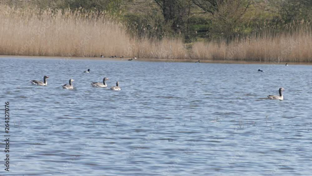 Geese chilling in a lake Amager Fælled Copenhagen Denmark Geese chilling in a lake Amager Fælled Copenhagen Denmark