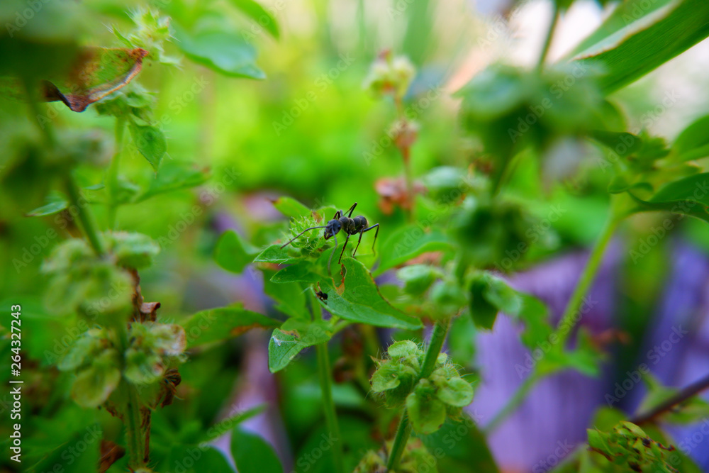 Black ants on wood Black ants on wood