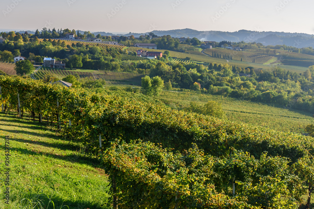 Vineyard for production of Prosecco wine grapes in Conegliano. Italy