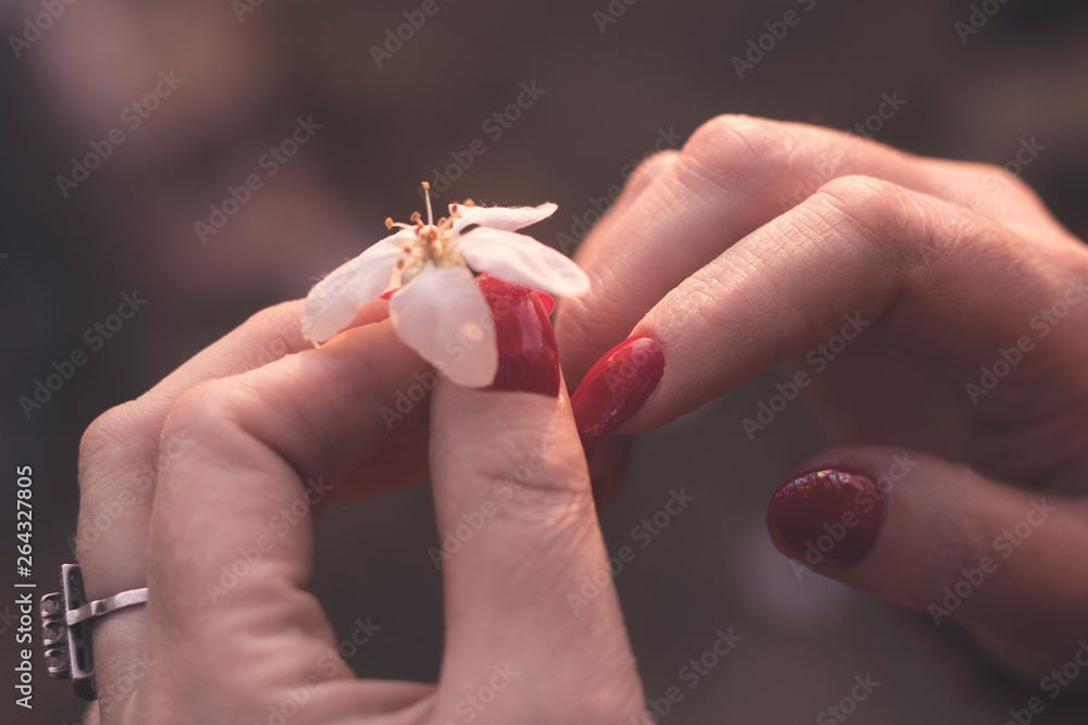 Obraz premium White spring flower from a tree in female beautiful hands with a red manicure on nails. Natural beauty