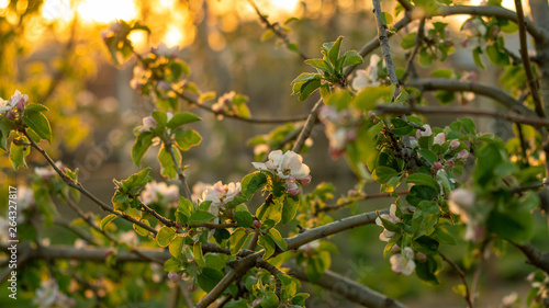 Spring flowers of an apple tree at sunset. Frozen tree flowers after frost.