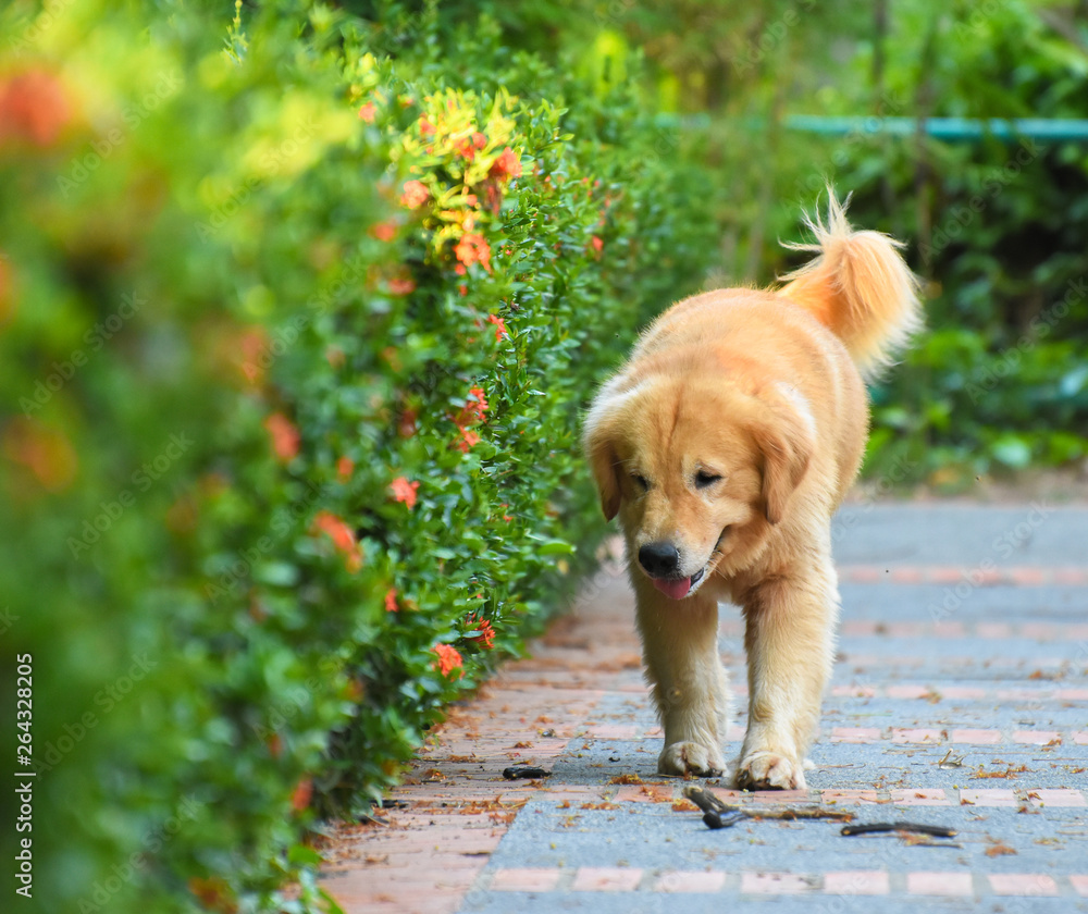 Golden Retriever Dog Walking Happily Outdoor Golden Retriever Dog Walking Happily Outdoor