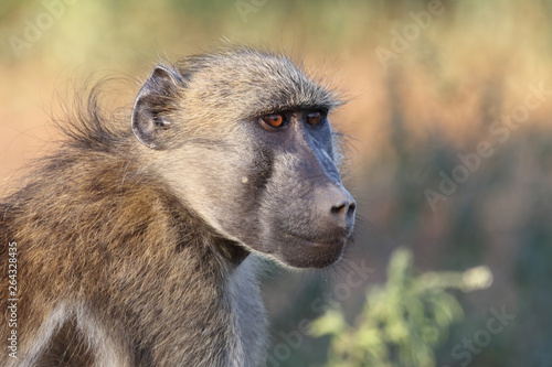 Bärenpavian / Chacma Baboon / Papio ursinus. photo