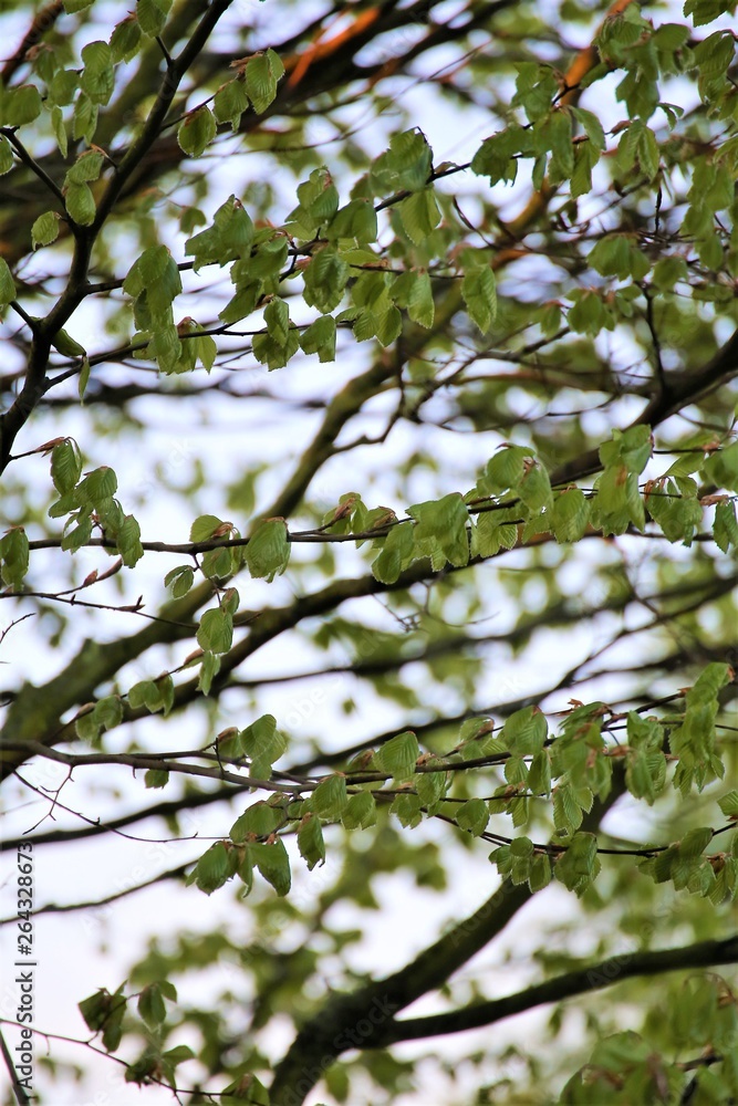 branch with green leaves branch with green leaves
