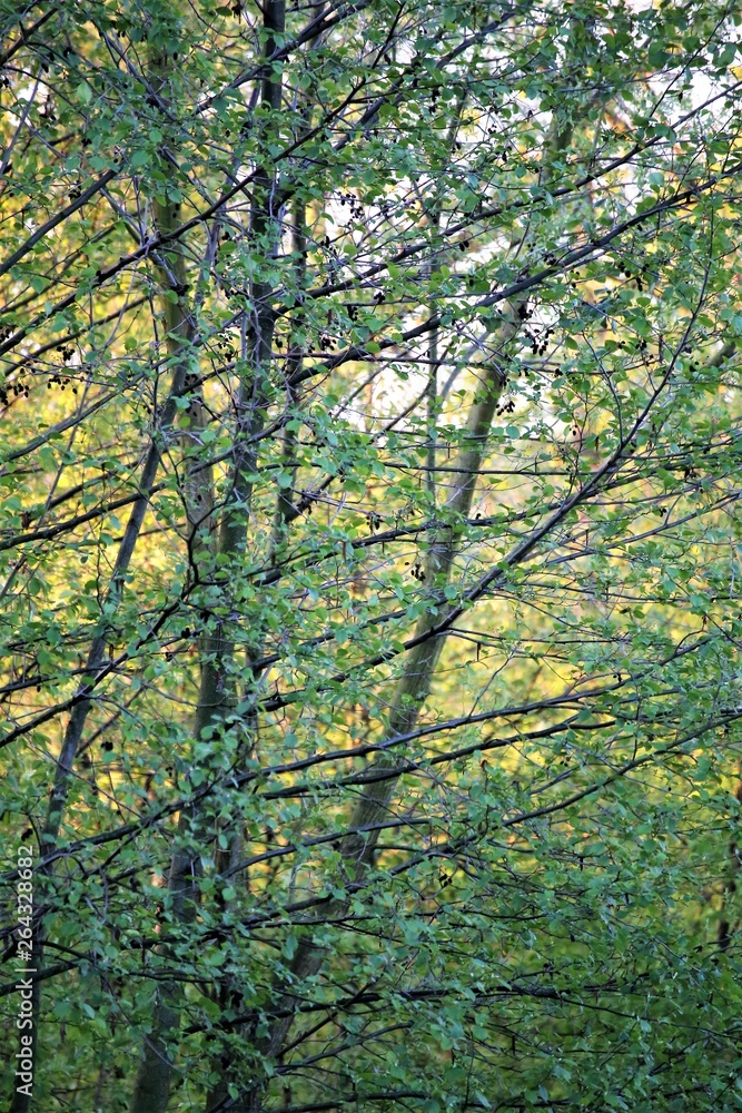 Obraz premium trees in the forest