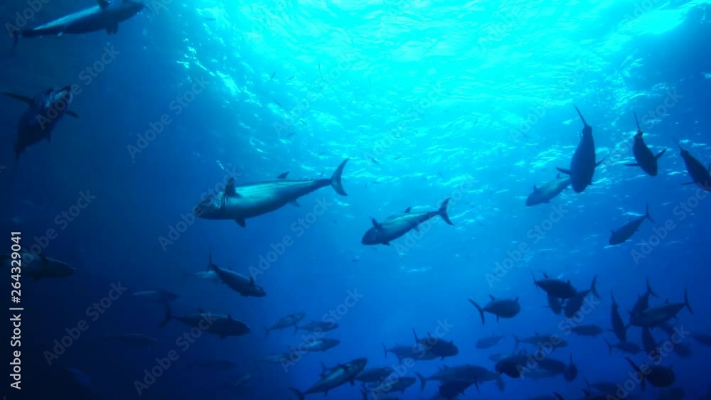 小笠原マグロ穴を泳ぐイソマグロの大群 スローモーション 小笠原マグロ穴を泳ぐイソマグロの大群 スローモーション