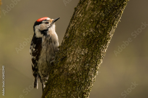 Lesser spotted woodpecker  Dryobates minor . Bieszczady Mountains. Poland