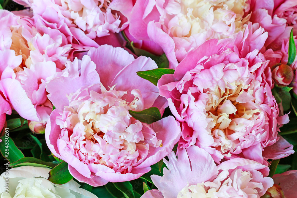 Pink peonies background. Pink peonies background.