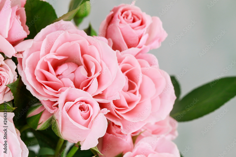 Beautiful pink roses background.