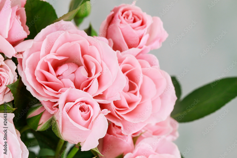 Beautiful pink roses background. Beautiful pink roses background.