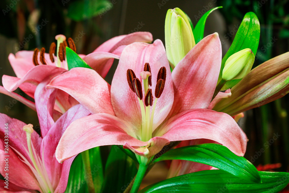 Obraz premium Pink lilies in the garden.