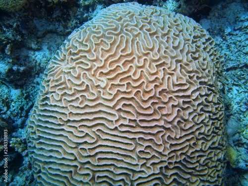 The amazing and mysterious underwater world of Indonesia, North Sulawesi, Bunaken Island, stone coral