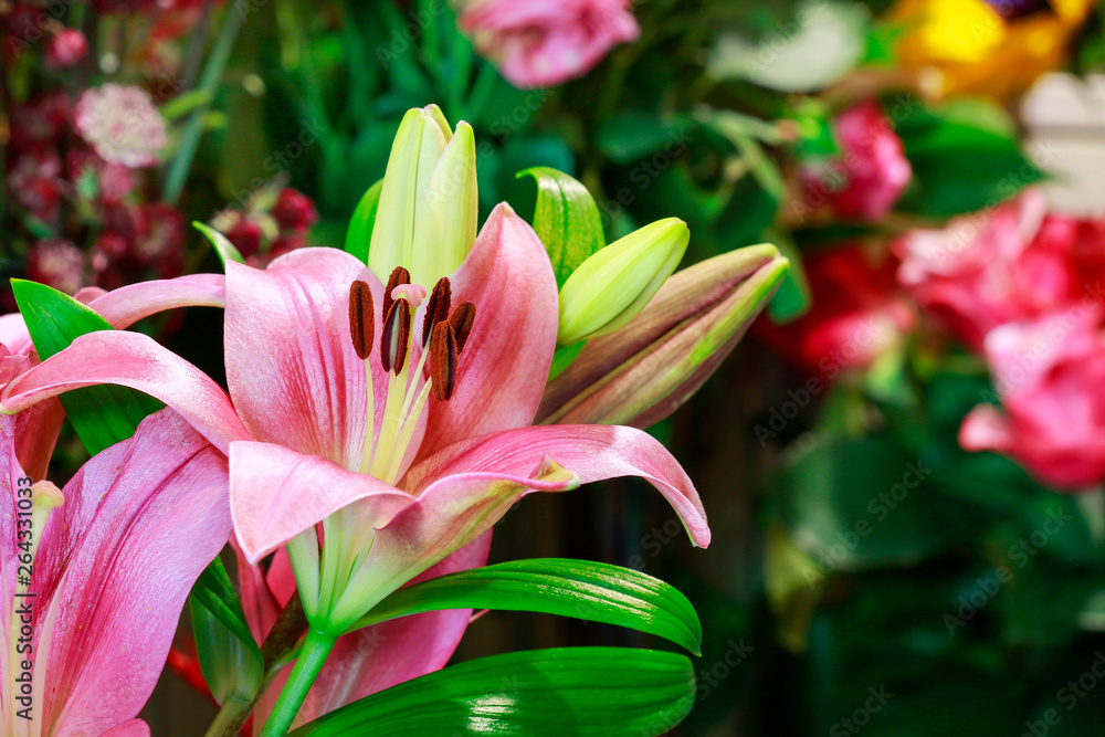 Pink lilies in the garden.