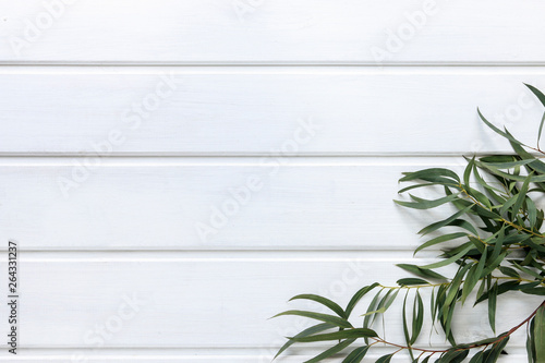 Green leaves of agonis flexuosa on white wooden table