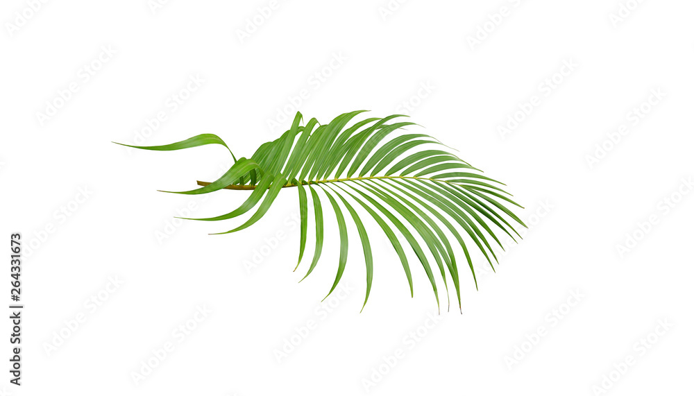 tropical green palm leaf tree isolated on white background tropical green palm leaf tree isolated on white background