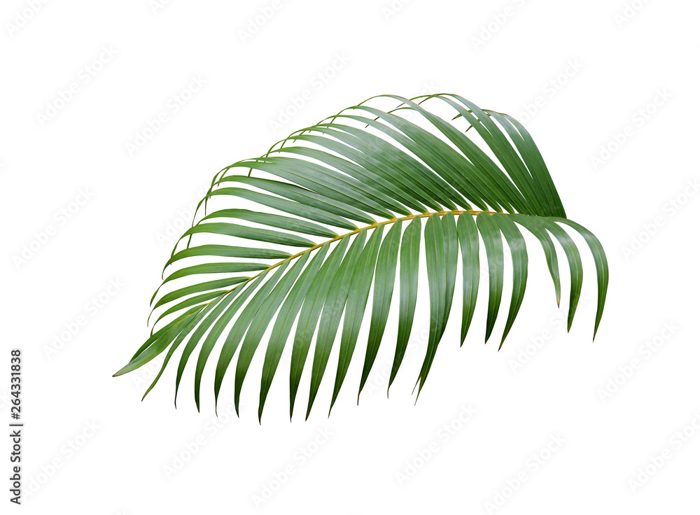 tropical green palm leaf tree isolated on white background