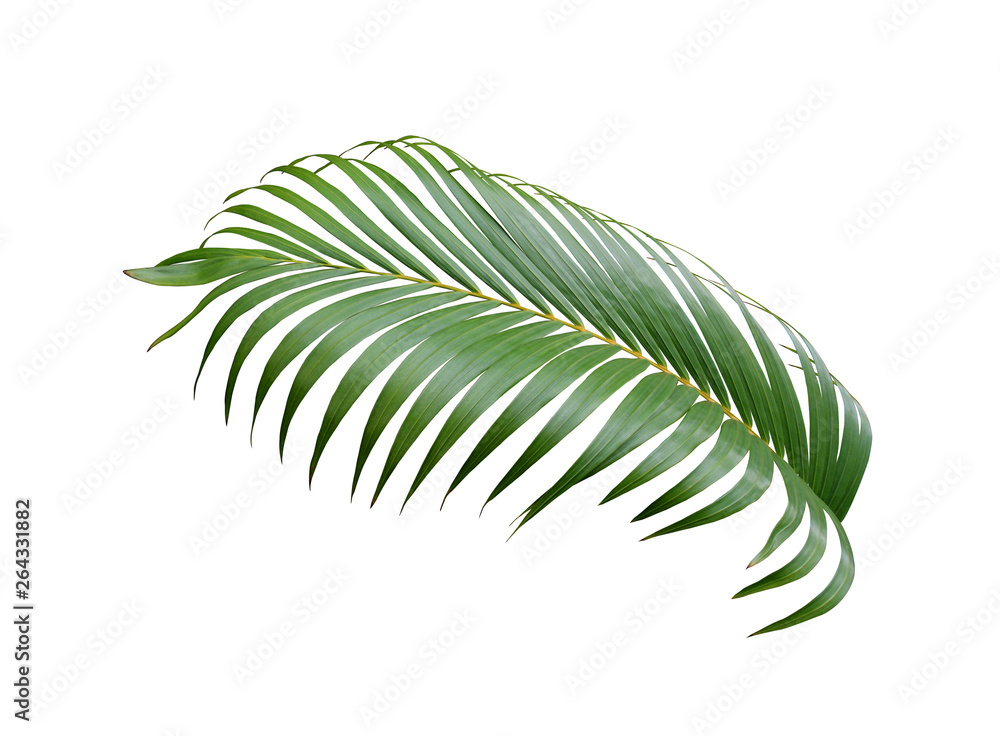 tropical green palm leaf tree isolated on white background tropical green palm leaf tree isolated on white background