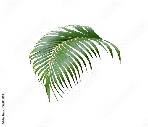 tropical green palm leaf tree isolated on white background