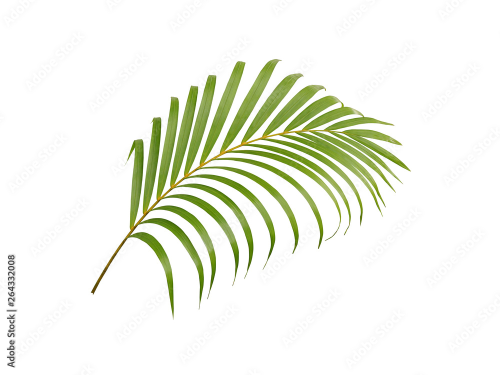 Fototapeta premium tropical green palm leaf tree isolated on white background