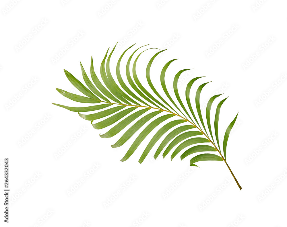 tropical green palm leaf tree isolated on white background tropical green palm leaf tree isolated on white background