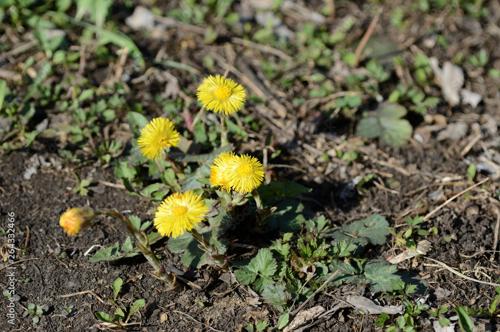 Coltsfoot flowers (Tussilago Farfara) in springtime lit by sun Coltsfoot flowers (Tussilago Farfara) in springtime lit by sun