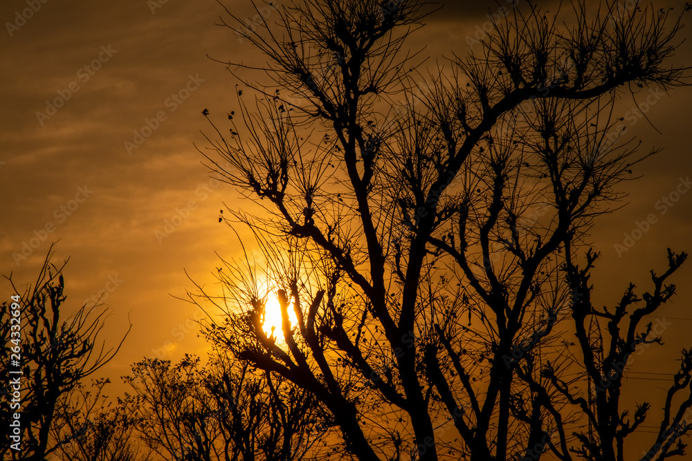 Obraz premium Colorful sunset with trees