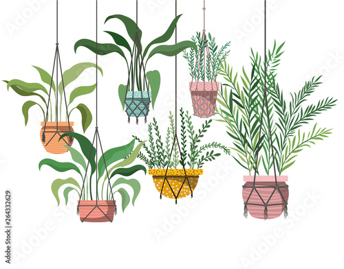 houseplants on macrame hangers icon