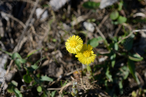 Wallpaper Mural Coltsfoot flowers (Tussilago Farfara) in springtime lit by sun Torontodigital.ca