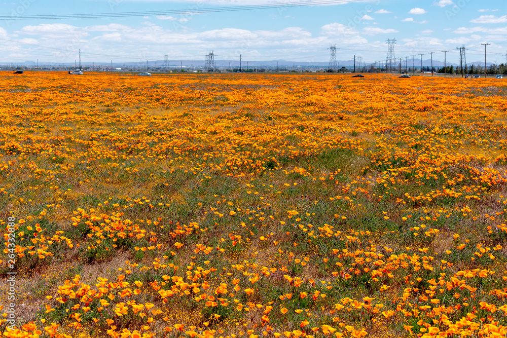 Fototapeta premium Antelope Valley California Poppy Reserve State Natural Reserve. California poppies flowers magnificent orange color meadows during seasonal super bloom.
