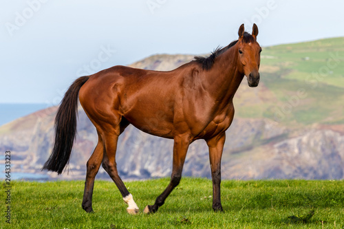 Close-up of a beautiful big brown horse, it is running across a meadow on the cliffs of Cornwall. © wewi-creative