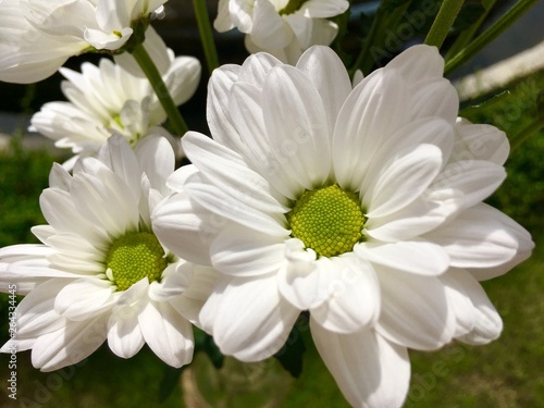 Close up bouquet shot of white chamomiles flower 