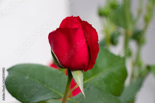 Red rose on rosebush