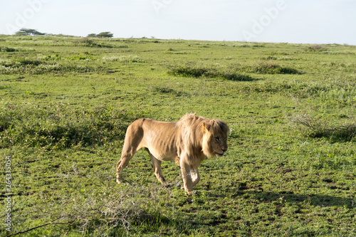 Lion hunting on the vast grassy plains of the Ngorongoro conservation area in Tanzania.
