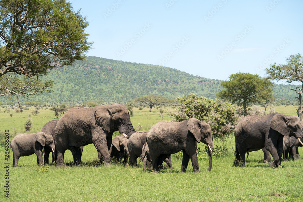 Herd of african bush elephants  (Loxodonta Africana) in the Tarangire National Park in Tanzania.