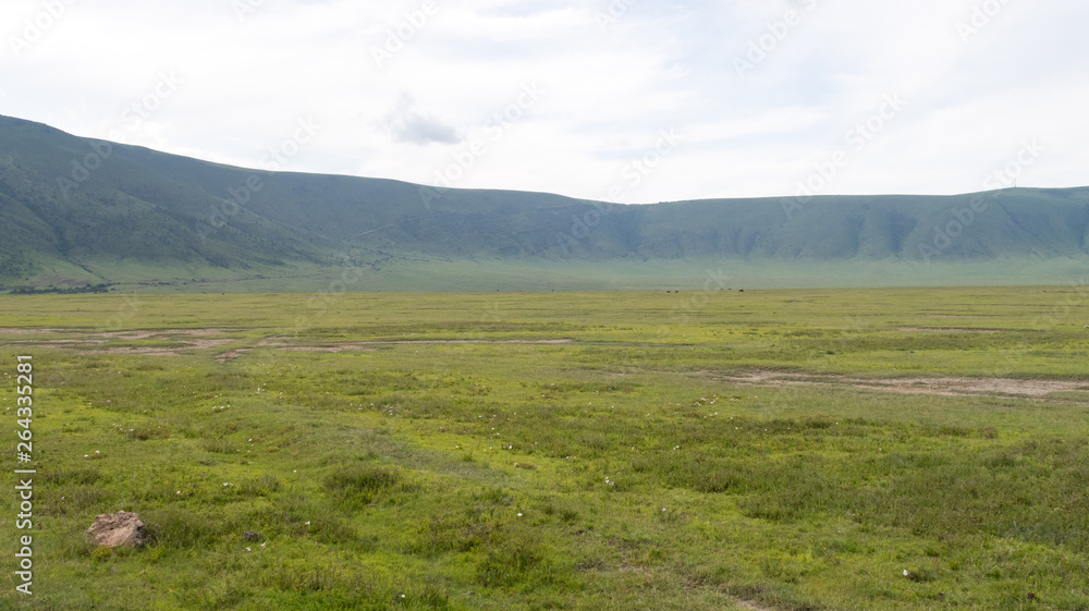 Vast grassy plains of the Ngorongoro crater conservation area in Tanzania.