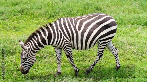 Grazing wild plains zebra  Equus quagga  on the vast grassy plains of the Ngorongoro crater conservation area in Tanzania.