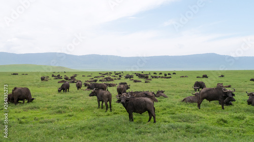 Herd of  African buffalo or Cape buffalo  s  Syncerus caffer  on the vast grassy planes of the Ngorongoro crater reservation area in Tanzania.