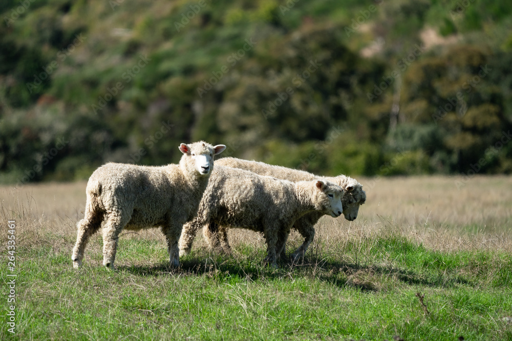 Obraz premium Sheep grazing in a field in New Zealand