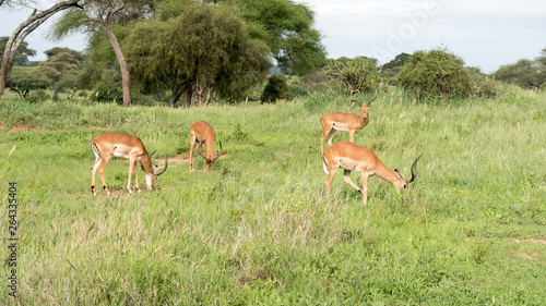 Group of antelopes on the vast grassy plains of the Arusha National Park in Tanzania.