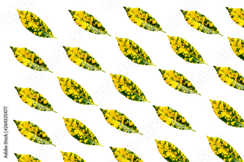 Strange color leaves, bright colors, bright yellow, green Isolated on white background