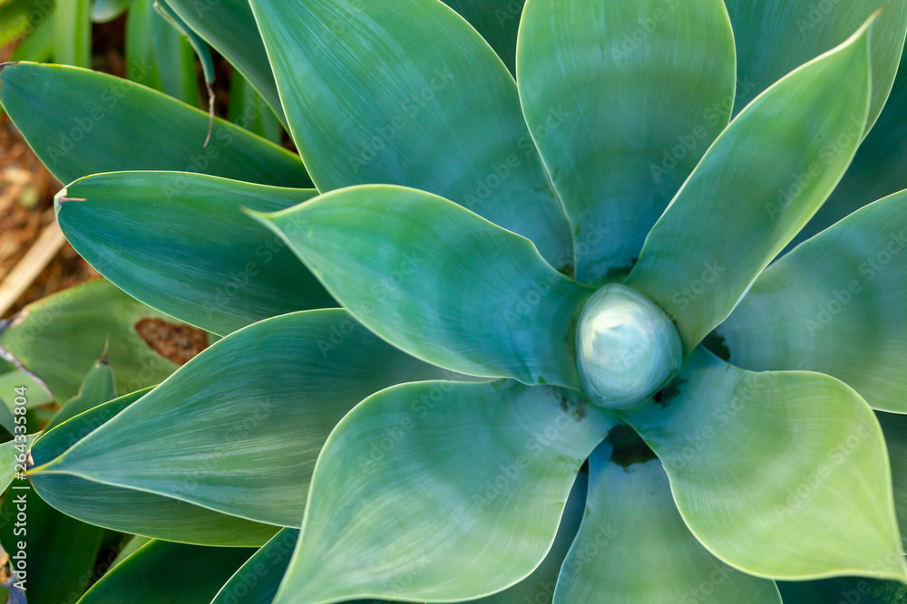 op view of a green Agave plant op view of a green Agave plant