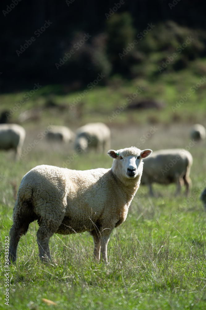 Sheep grazing in a field in New Zealand Sheep grazing in a field in New Zealand