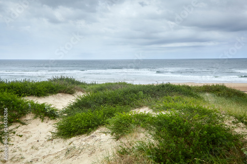 Wallpaper Mural Landscape of French Atlantic coast. Green grass on sandy hill near beach on the shore of  the Bay of Biscay. Silver Coast of France Torontodigital.ca