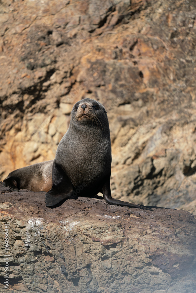 Fototapeta premium Close up of a New Zealand Fur Seal