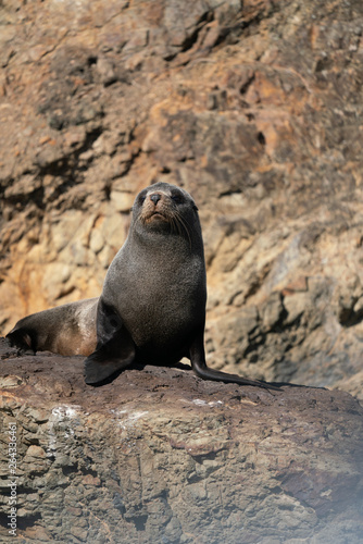 Close up of a New Zealand Fur Seal