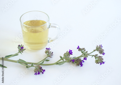 Herbal tea from Anchusa officinalis, commonly known as the common bugloss or alkanet for herbal medicine and the flowers on white wood background. Minimalism. Beautiful spring wildflowers .