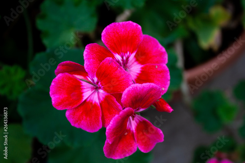 Fototapeta Naklejka Na Ścianę i Meble -  Pink Flower Macro